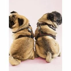 Fresh Pawz G-Pattern | Adjustable Mesh Harness Accessories Tan 9 Fresh Pawz G-Pattern | Adjustable Mesh Harness Accessories Tan -Fresh Pawz Shop unnamed file 280