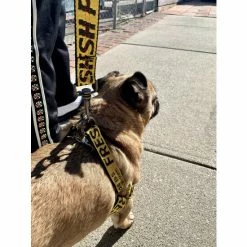 Fresh Pawz Industrial Belt | Step-In-Harness Accessories Yellow -Fresh Pawz Shop unnamed file 355