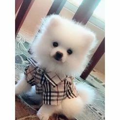 Fresh Pawz Furberry Checkered Button Up | Dog Clothing Apparel Black -Fresh Pawz Shop unnamed file 426