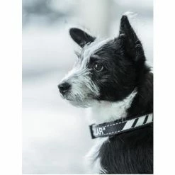 Fresh Pawz Quotation Mark | Collar Accessories Black -Fresh Pawz Shop unnamed file 452