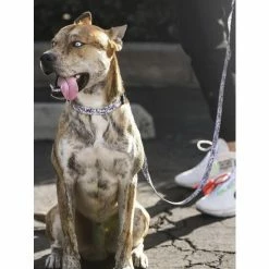 Fresh Pawz Money Talks | Collar Accessories Gry -Fresh Pawz Shop unnamed file 460