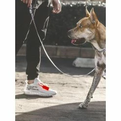 Fresh Pawz Money Talks | Leash Accessories Gry -Fresh Pawz Shop unnamed file 567