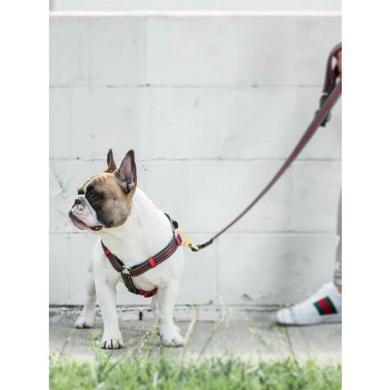 Fresh Pawz G-Stripe | H-Harness Accessories Green 4 Fresh Pawz G-Stripe | H-Harness Accessories Green - Image 2